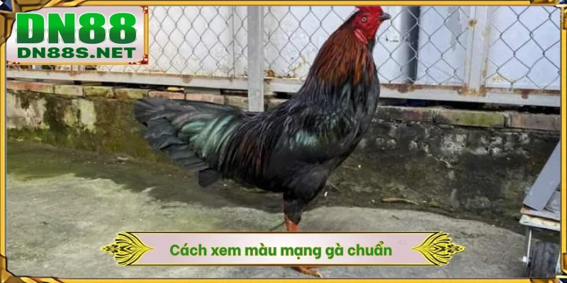 Cách xem màu mạng gà chuẩn