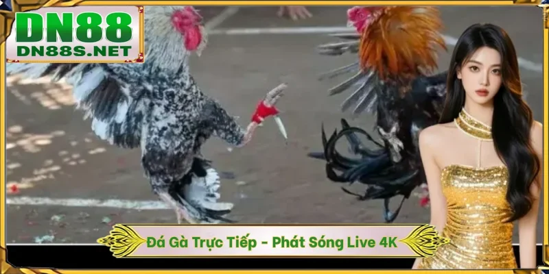 Đá Gà Trực Tiếp - DN88 Phát Sóng Live 4K Đảm Bảo Minh Bạch