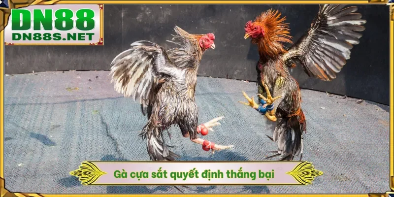 Gà cựa sắt quyết định thắng bại