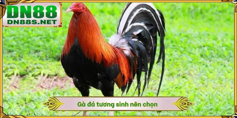 Gà đá tương sinh nên chọn